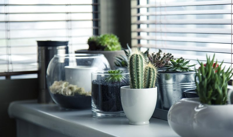 Wall-mounted Plant Shelves
